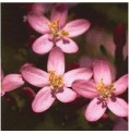 Centaurée/Centaury* Centaurée/Centaury*