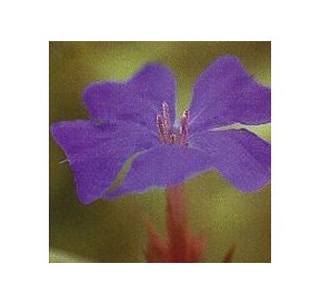 Plumbago/Cerato élixir