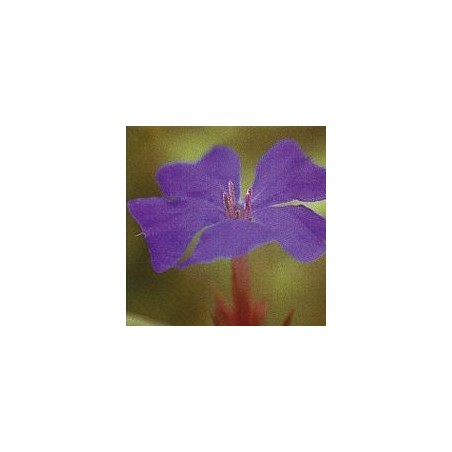Plumbago/Cerato*