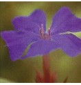 Plumbago/Cerato* Plumbago/Cerato*