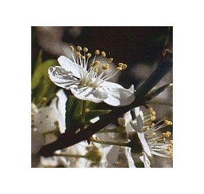 Prunier/Cherry Plum élixir