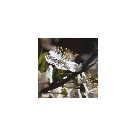 Prunier/Cherry Plum*