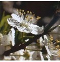 Prunier/Cherry Plum* Prunier/Cherry Plum*