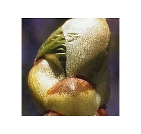 Bourgeons de Marronnier/Chestnut Bud élixir