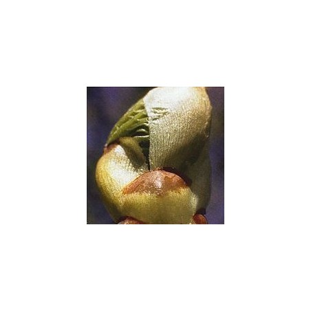 Bourgeons de Marronnier/Chestnut Bud*
