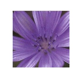 Chicorée Sauvage/Chicory élixir