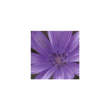Chicorée Sauvage/Chicory*