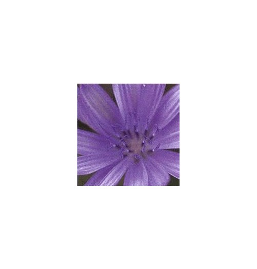 Chicorée Sauvage/Chicory élixir