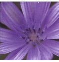 Chicorée Sauvage/Chicory élixir