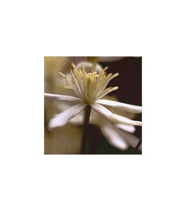 Clématite/clematis*