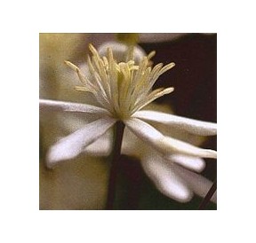 Clématite/Clematis élixir