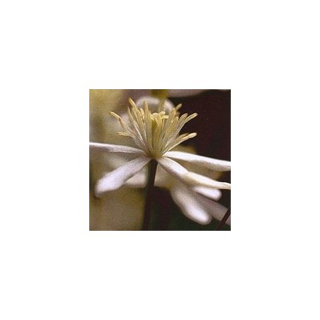 Clématite/clematis*