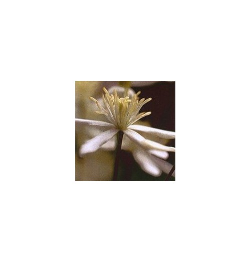 Clématite/Clematis élixir