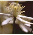 Clématite/clematis*