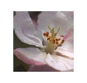 Pommier Sauvage/Crab Apple élixir