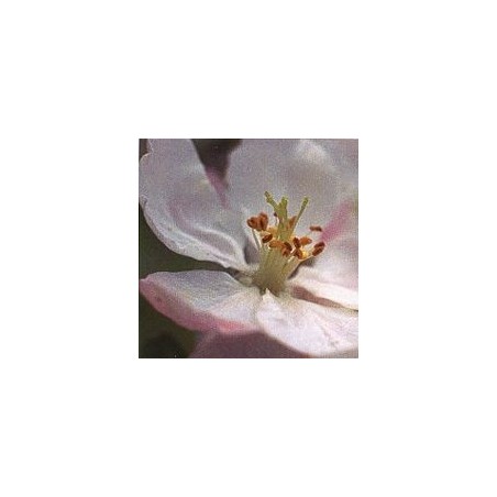 Pommier Sauvage/Crab Apple*