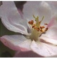 Pommier Sauvage/Crab Apple*