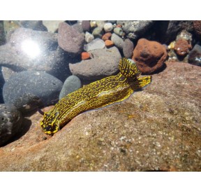 Hypselodoris (Limace de mer)*