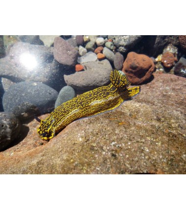 Hypselodoris (Limace de mer)*