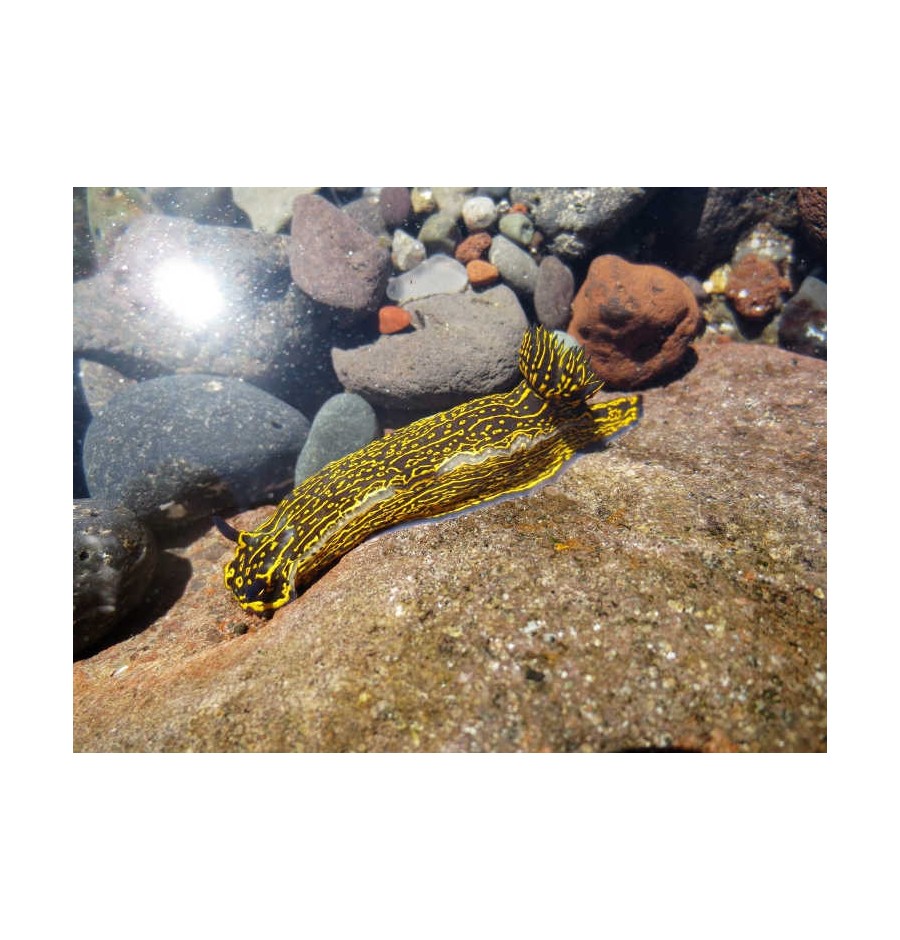 Hypselodoris (Limace de mer) élixir