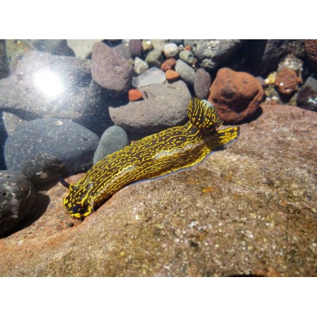 Hypselodoris (Limace de mer)*