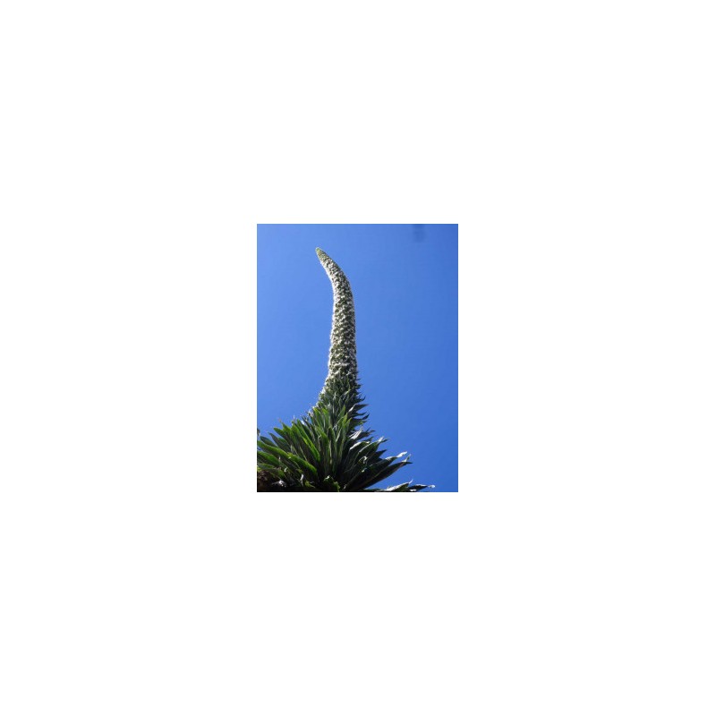 Vipérine* Vipérine*