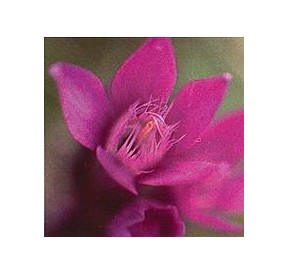 Gentiane/Gentian élixir