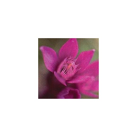 Gentiane/Gentian*