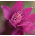 Gentiane/Gentian*