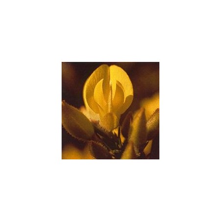 Ajonc/Gorse*