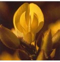 Ajonc/Gorse*