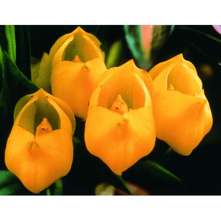 Crème Vénus Orchid