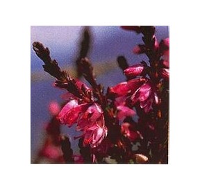 Bruyère/Heather élixir