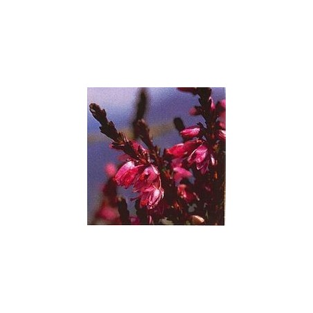 Bruyère/Heather*
