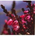 Bruyère/Heather élixir