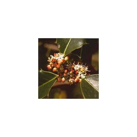 Houx/Holly*