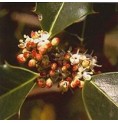 Houx/Holly* Houx/Holly*