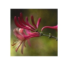 Chèvrefeuille/Honeysuckle élixir