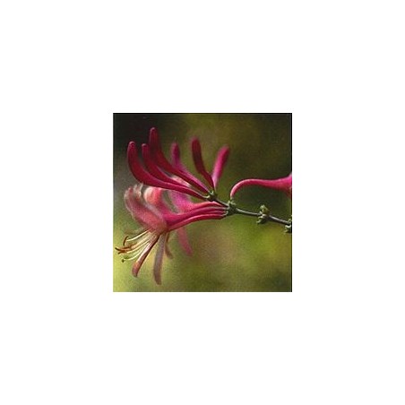 Chèvrefeuille/Honeysuckle*