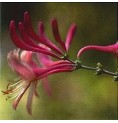 Chèvrefeuille/Honeysuckle*