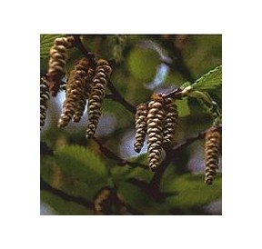 Charme/Hornbeam élixir