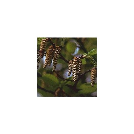 Charme/Hornbeam*