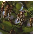 Charme/Hornbeam* Charme/Hornbeam*