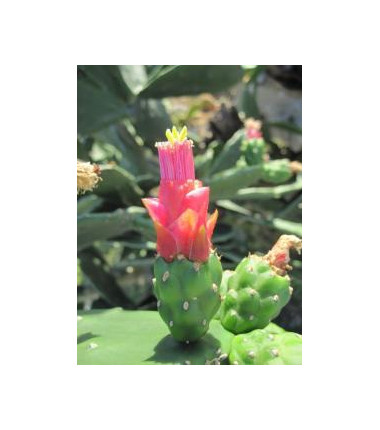 Opuntia Dejecta* (Grouding Opuntia cactus) élixir 15ml