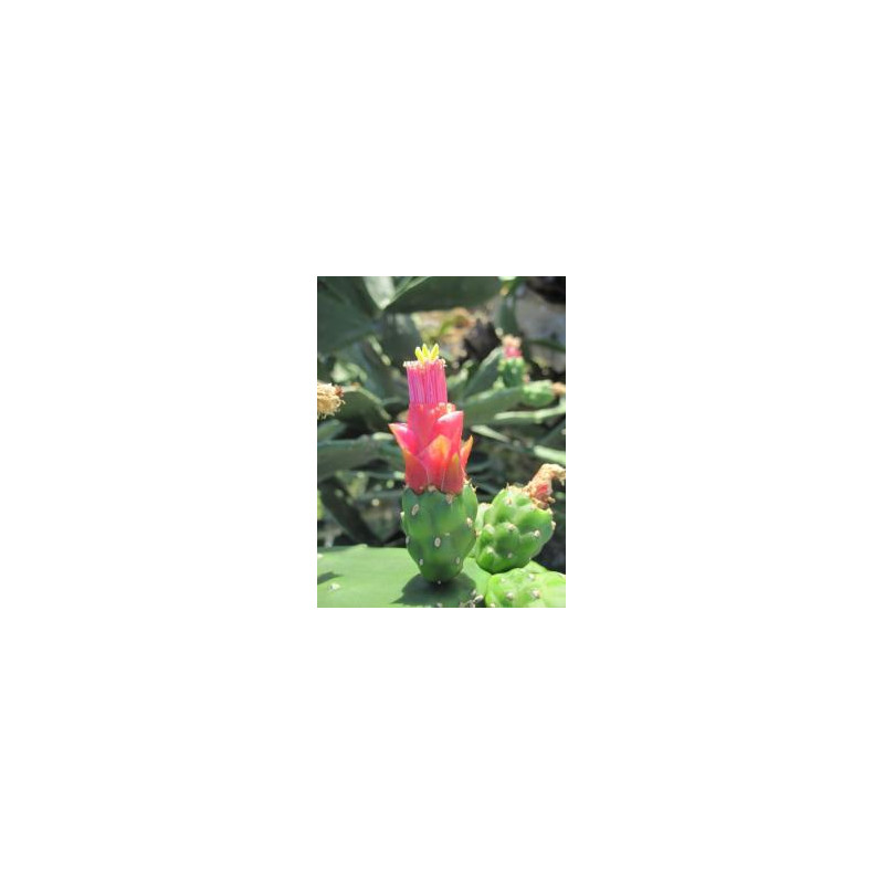 Opuntia Dejecta* (Grouding Opuntia cactus) élixir 15ml