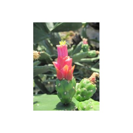 Opuntia Dejecta* (Grouding Opuntia cactus) élixir 15ml
