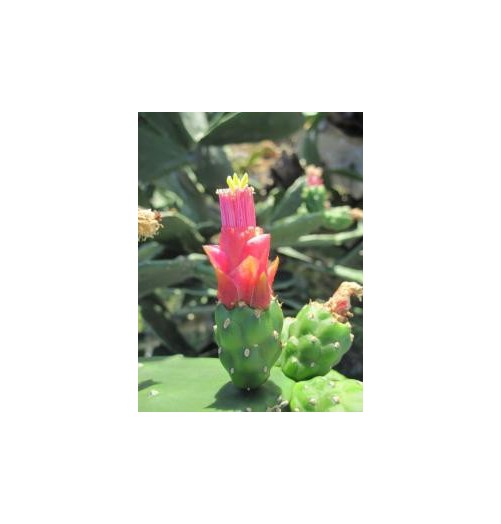 Opuntia Dejecta (Grouding Opuntia cactus) élixir