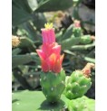 Opuntia Dejecta (Grouding Opuntia cactus) élixir