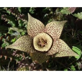 Orbea Variegata (Life force cactus) élixir