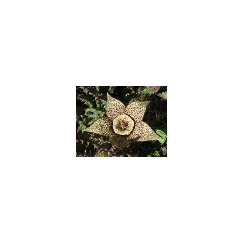 Orbea Variegata* (Life force cactus) élixir 15ml